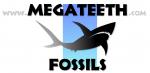 Megateeth Fossils