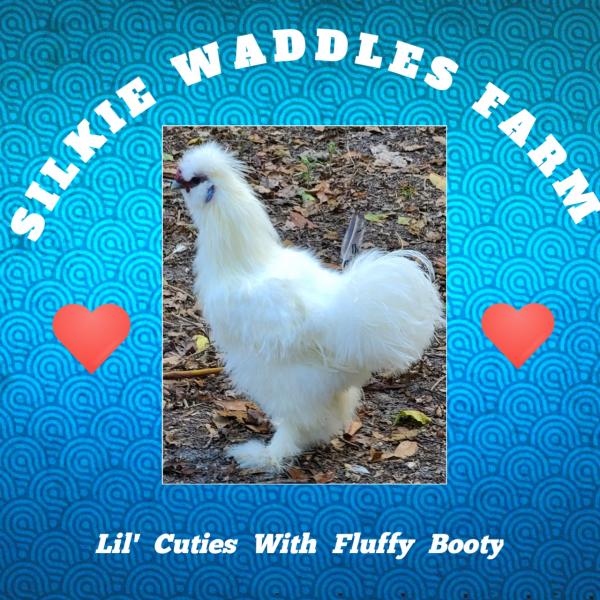 Silkie Waddles Farm