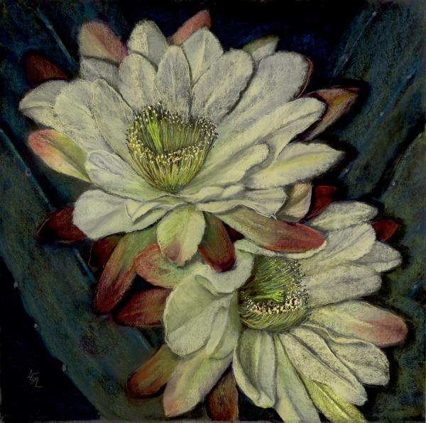 Cereus Nocturne