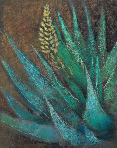 Yellow Aloe