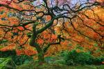 Fall Delight_Japanese Garden, Portland, Oregon