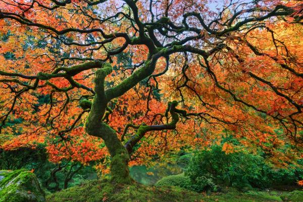 Fall Delight_Japanese Garden, Portland, Oregon picture