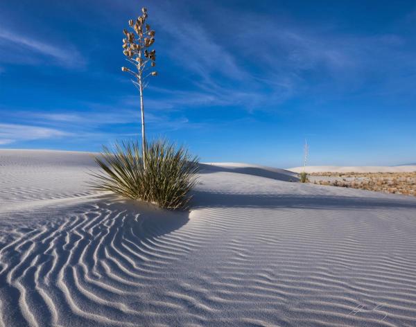 Lone Yucca_White Sands National Monument picture