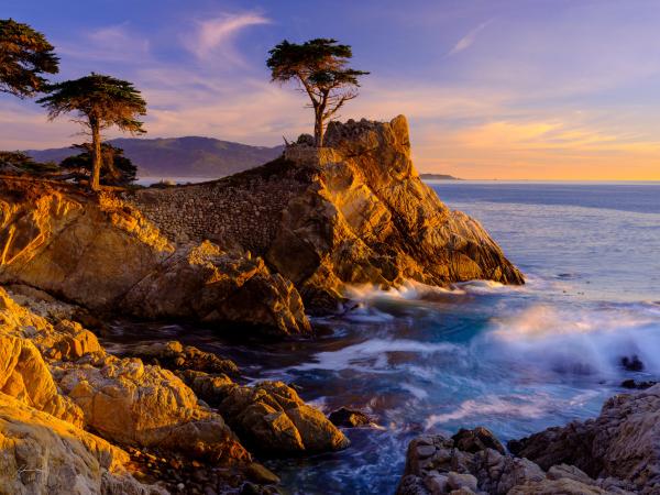 Close of Day_Lone Cypress Tree picture