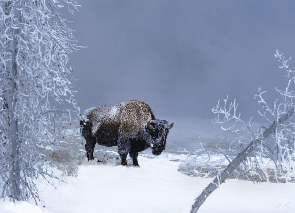 Buffalo at 27 Below Zero_Yellowstone National Park, Wyoming picture