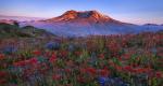 Spring Glory_Mt St. Helen's, Washington