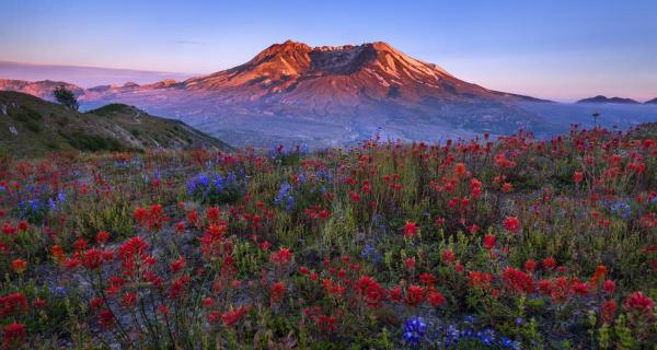 Spring Glory_Mt St. Helen's, Washington picture