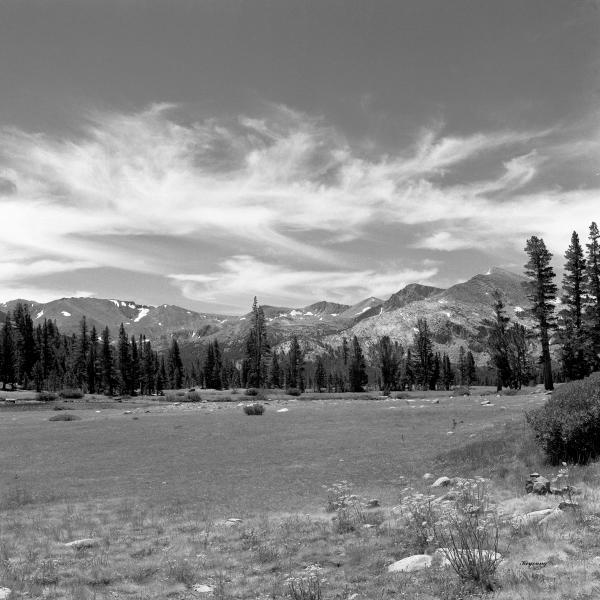 Sierra Meadow picture