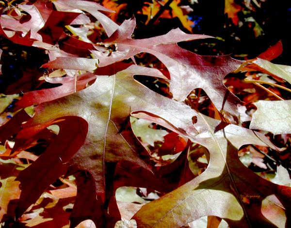 Fall Colors - Cascade