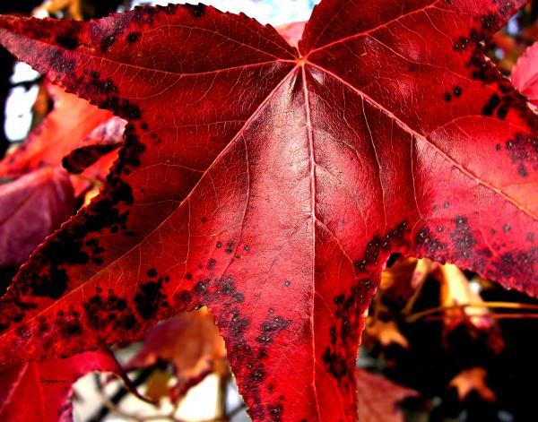 Fall Colors - Deep Red