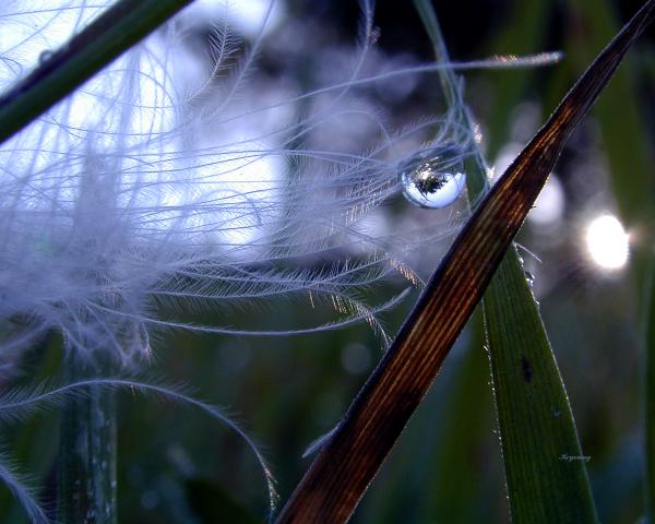 Looking Glass picture