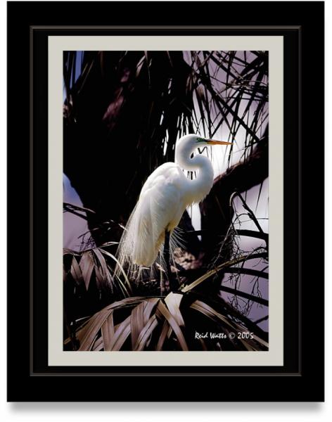 Great Egret picture