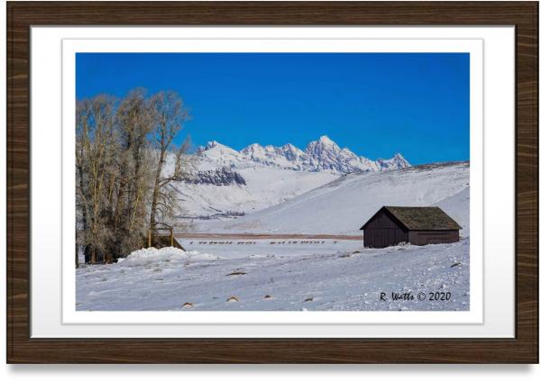 Elk Migration picture