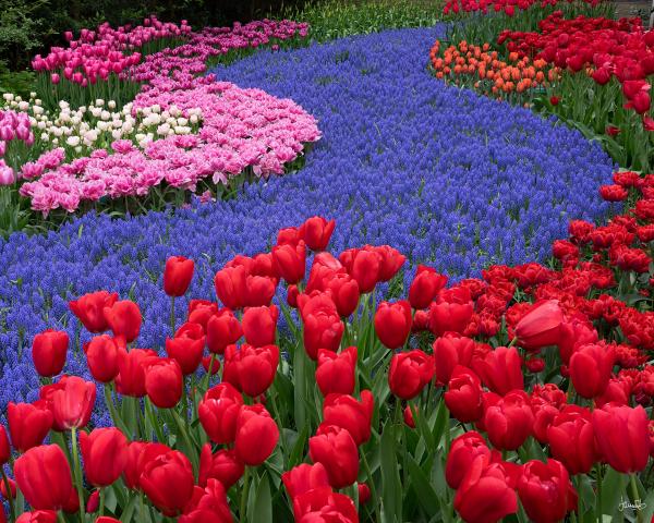 KEUKENHOF TULIPS