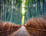 ARASHIYAMA BAMBOO FOREST