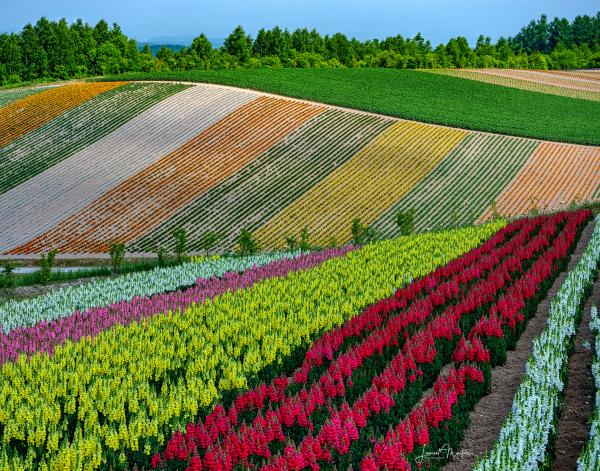 HOKKAIDO FLOWER FIELDS picture