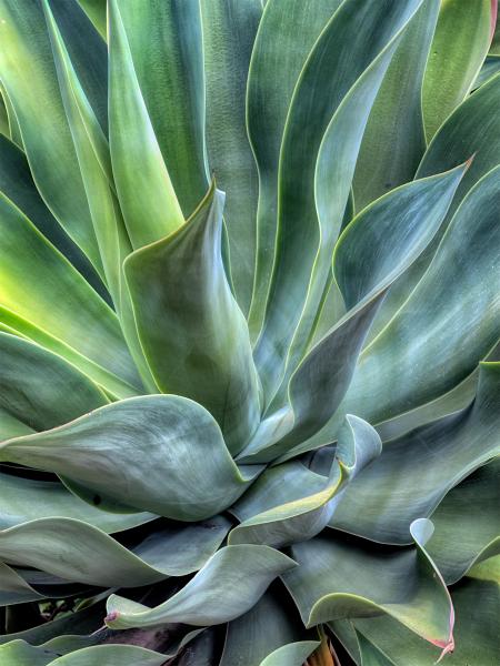 INTIMATE AGAVE
