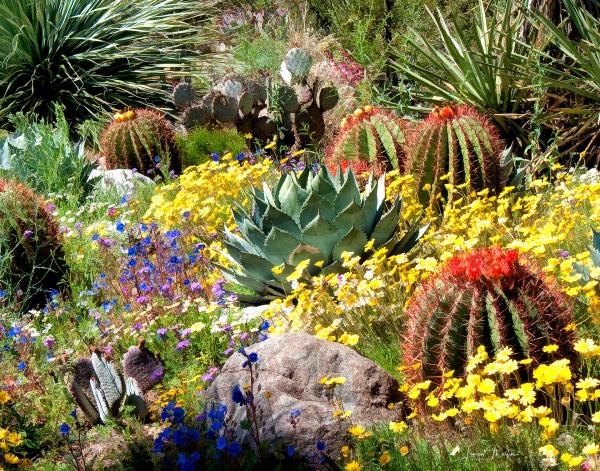 CACTUS MEDLEY