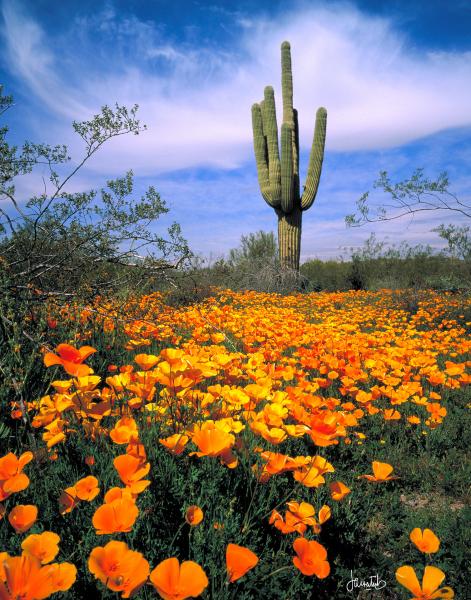 SAGUARO & POPPIES