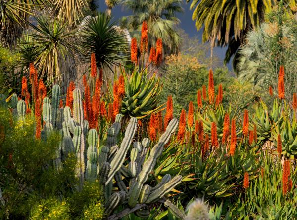 ALOE IN BLOOM picture