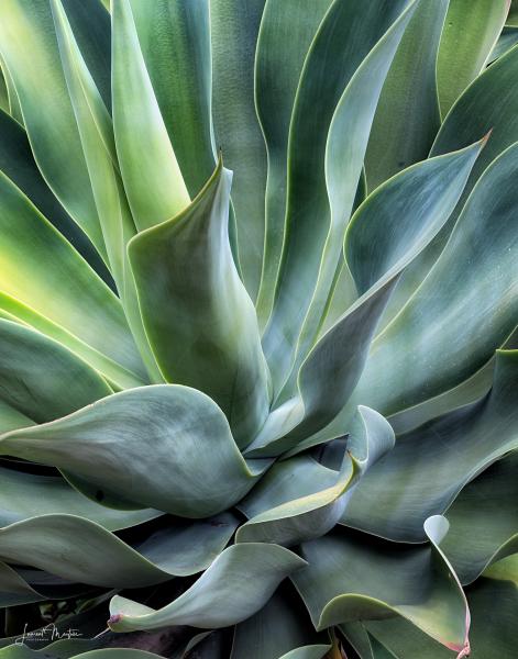 INTIMATE AGAVE picture