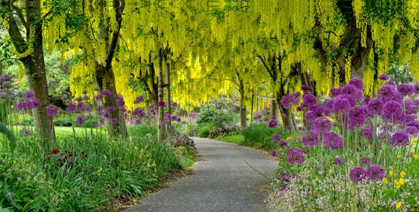 LABURNUM ALLEY