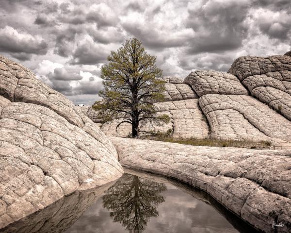 SOLITARY PINE picture