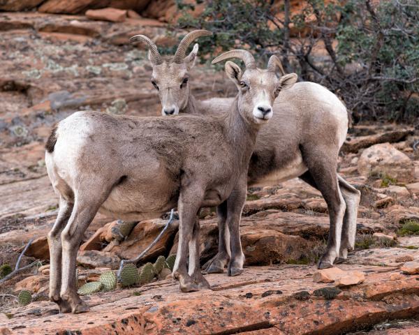 ZION GOATS picture