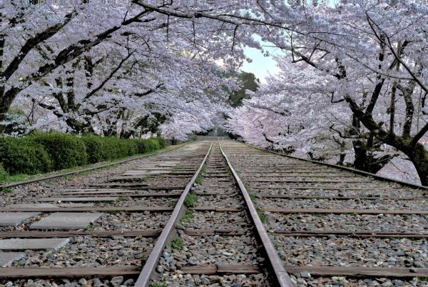 INCLINE SAKURA picture