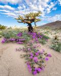 SAND VERBENA & CHOLLA