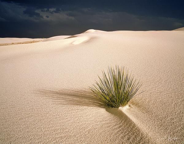 ZEN YUCCA picture