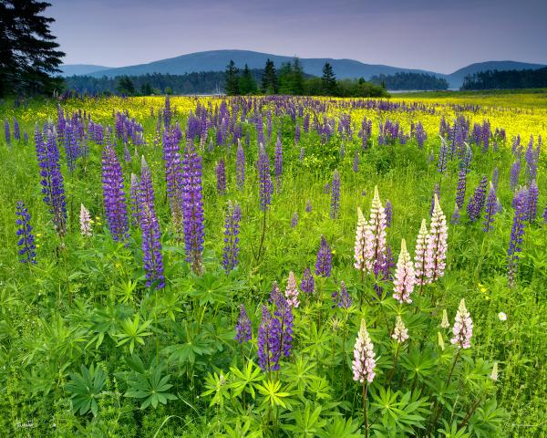 ACADIA LUPINE picture