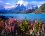 PATAGONIA LUPINES