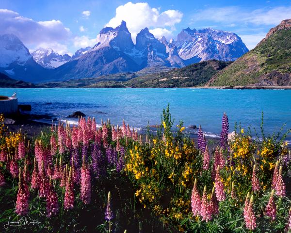 PATAGONIA LUPINES picture