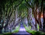 THE DARK HEDGES