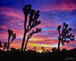 JOSHUA TREE DAWN