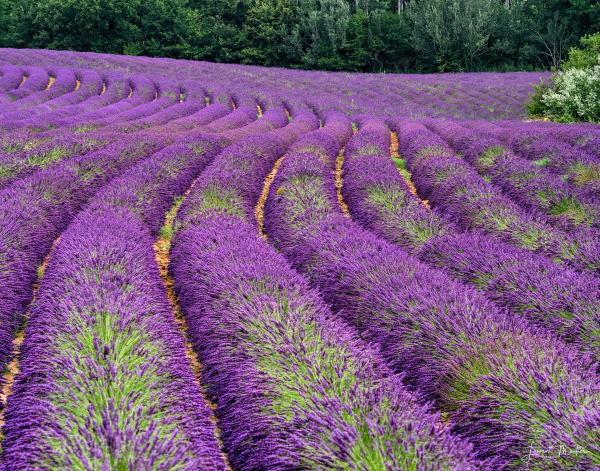 LAVENDER WAVE picture