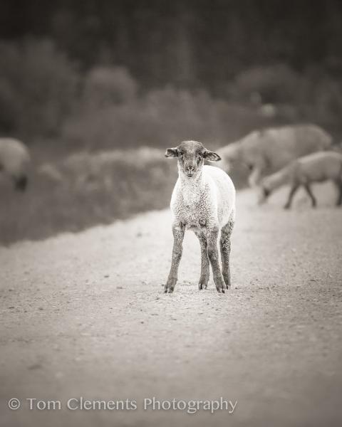 Mary's Lamb picture