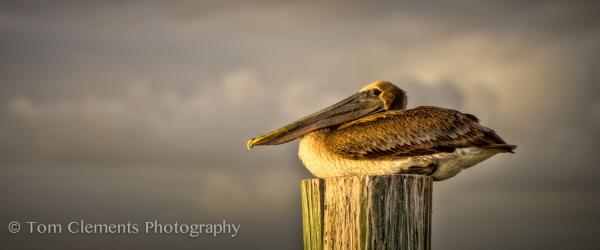 Catching Some Rays picture