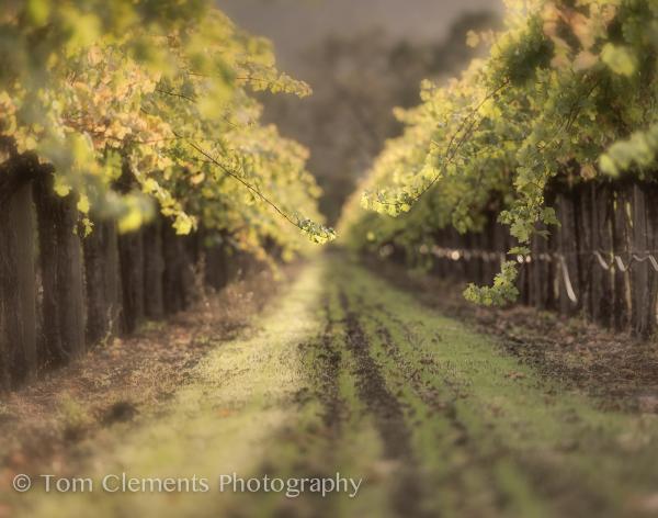 Napa Vineyard picture