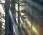 Redwoods