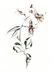 Red Columbine