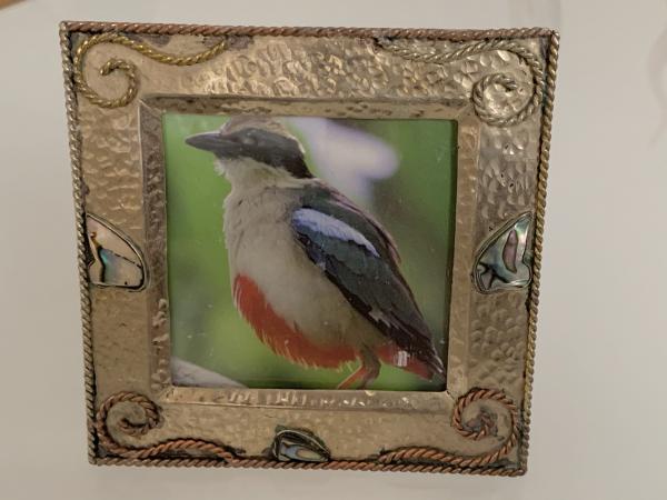 Picture frame with small abalone shells picture