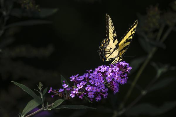 Eastern Tiger Swallowtail