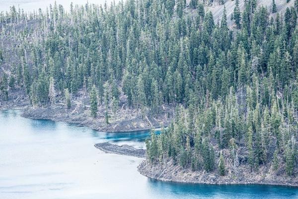 Water Meets Trees