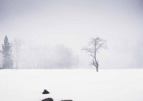 Alone in the Snow