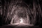 Tunnel of Trees