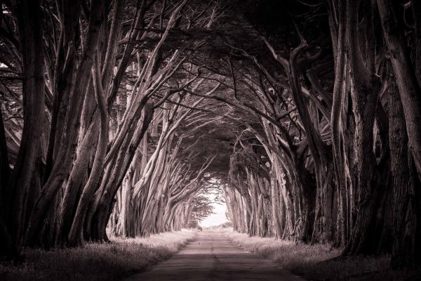 Tunnel of Trees picture