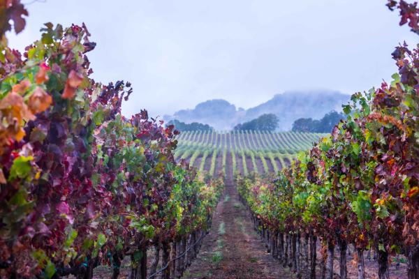 Rainy Day in the Late Autumn Vineyard picture