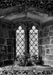Flowers at Window